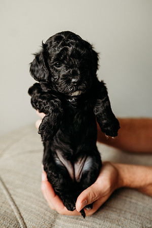 Full House Puppies 3 weeks-142