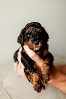 Full House Puppies 3 weeks-129