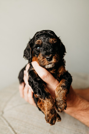 Full House Puppies 3 weeks-129