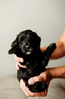 Full House Puppies 3 weeks-125