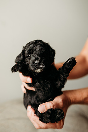 Full House Puppies 3 weeks-125