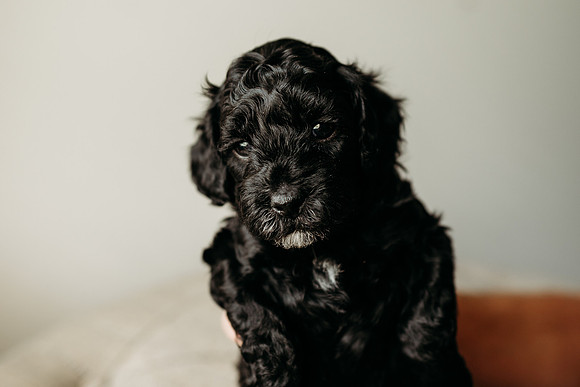 Full House Puppies 3 weeks-146