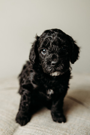 Full House Puppies 3 weeks-149