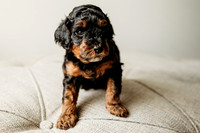 Full House Puppies 3 weeks-137