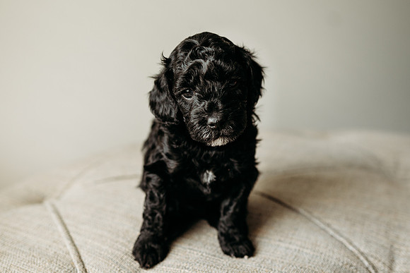 Full House Puppies 3 weeks-156
