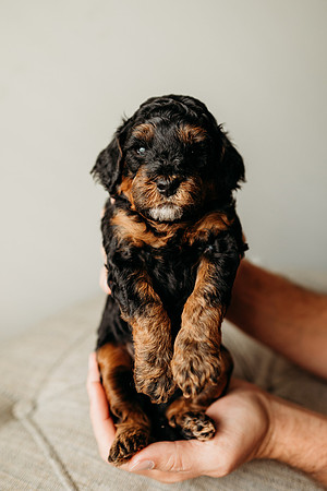 Full House Puppies 3 weeks-133
