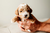 Full House Puppies 3 weeks-114