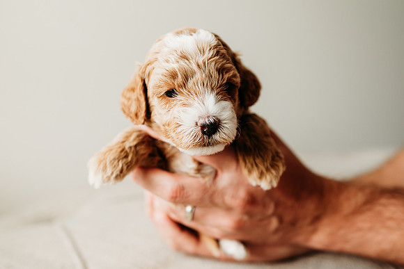 Full House Puppies 3 weeks-114