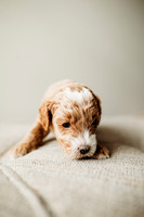 Full House Puppies 3 weeks-108