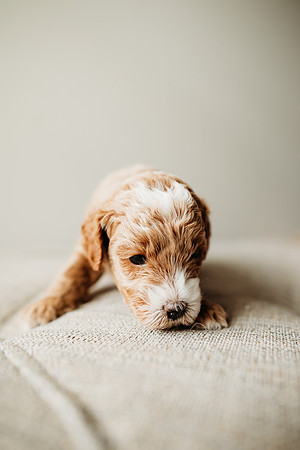 Full House Puppies 3 weeks-108