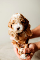 Full House Puppies 3 weeks-115