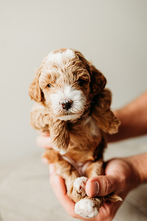 Full House Puppies 3 weeks-115