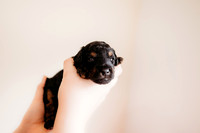 puppies 2.5-101