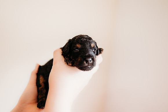 puppies 2.5-101