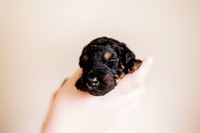 puppies 2.5-75