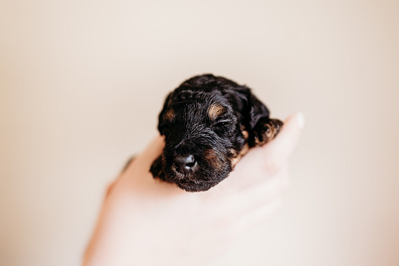 puppies 2.5-75