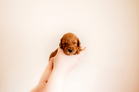 puppies 2.5-97