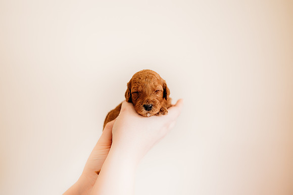 puppies 2.5-97