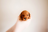 puppies 2.5-36