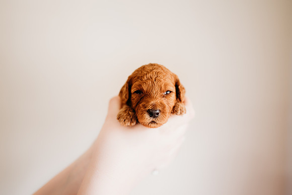 puppies 2.5-36