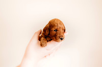 puppies 2.5-22