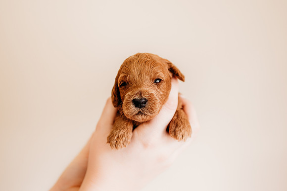 puppies 2.5-5