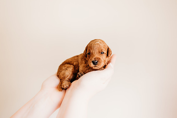 puppies 2.5-8