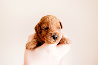 puppies 2.5-17