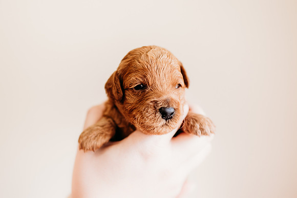 puppies 2.5-17