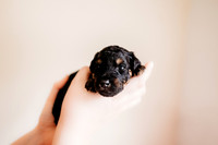 puppies 2.5-118