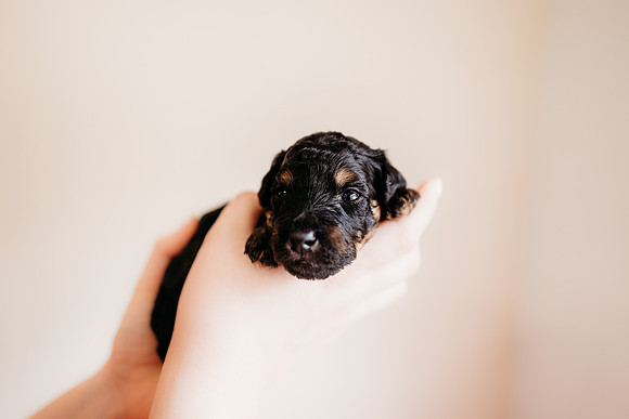 puppies 2.5-118