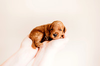 puppies 2.5-43