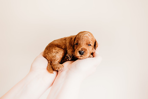 puppies 2.5-43