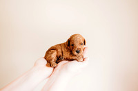 puppies 2.5-56