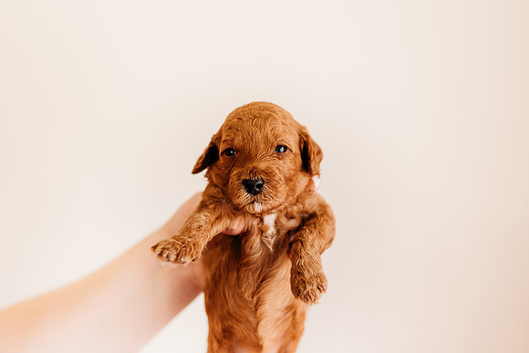 puppies 2.5-6