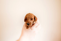 puppies 2.5-14