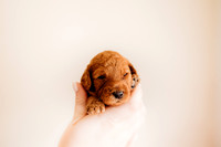 puppies 2.5-92