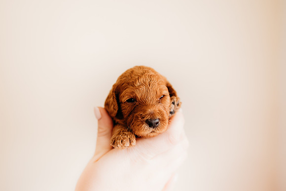 puppies 2.5-92