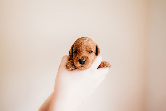 puppies 2.5-67