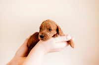 puppies 2.5-98