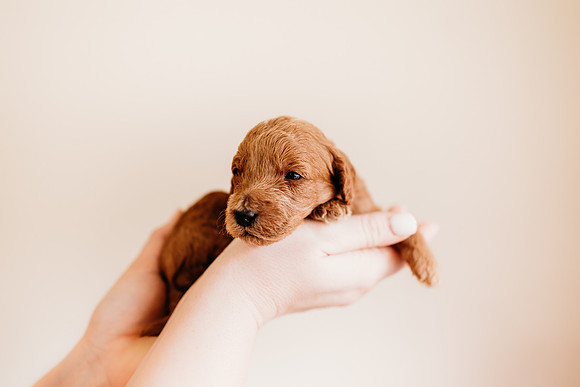 puppies 2.5-98