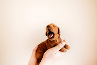 puppies 2.5-107