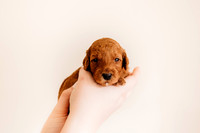 puppies 2.5-19