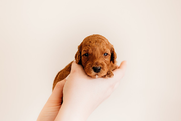 puppies 2.5-19