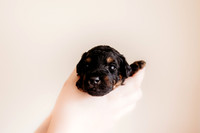 puppies 2.5-112