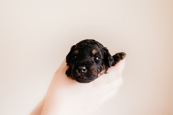 puppies 2.5-112