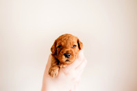 puppies 2.5-87