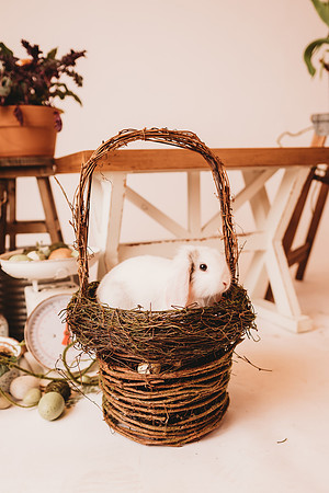 Easter-Hawk-48