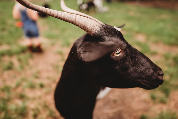 On the Farm-501