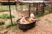 On the Farm-109